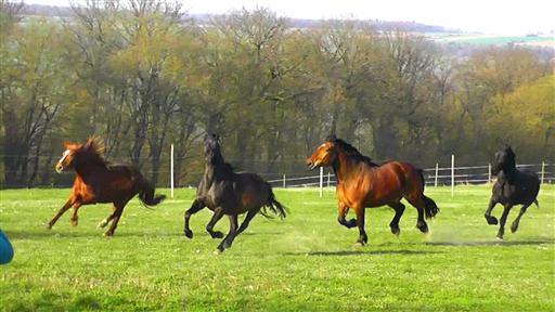 Jürgen Meyer  Lucky Horse Ranch